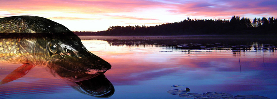 pike fishing holiday in Sweden. Fly fishing efter pike in Lapland