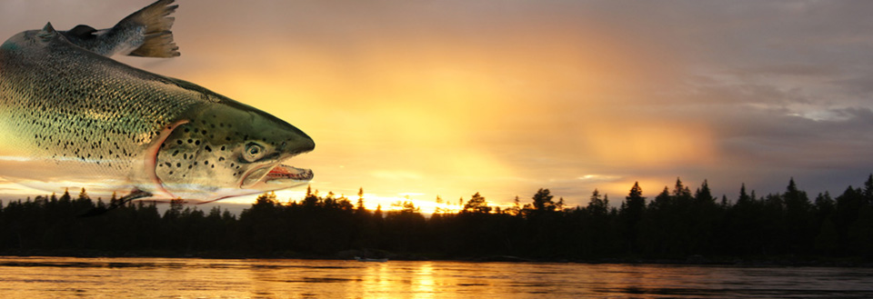 Salmon fishing in Sweden. Fishing holiday and fishing efter Salmon in de Vindelälv